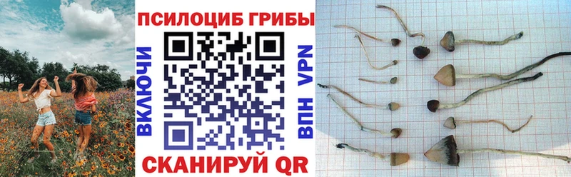 Псилоцибиновые грибы Cubensis Гремячинск